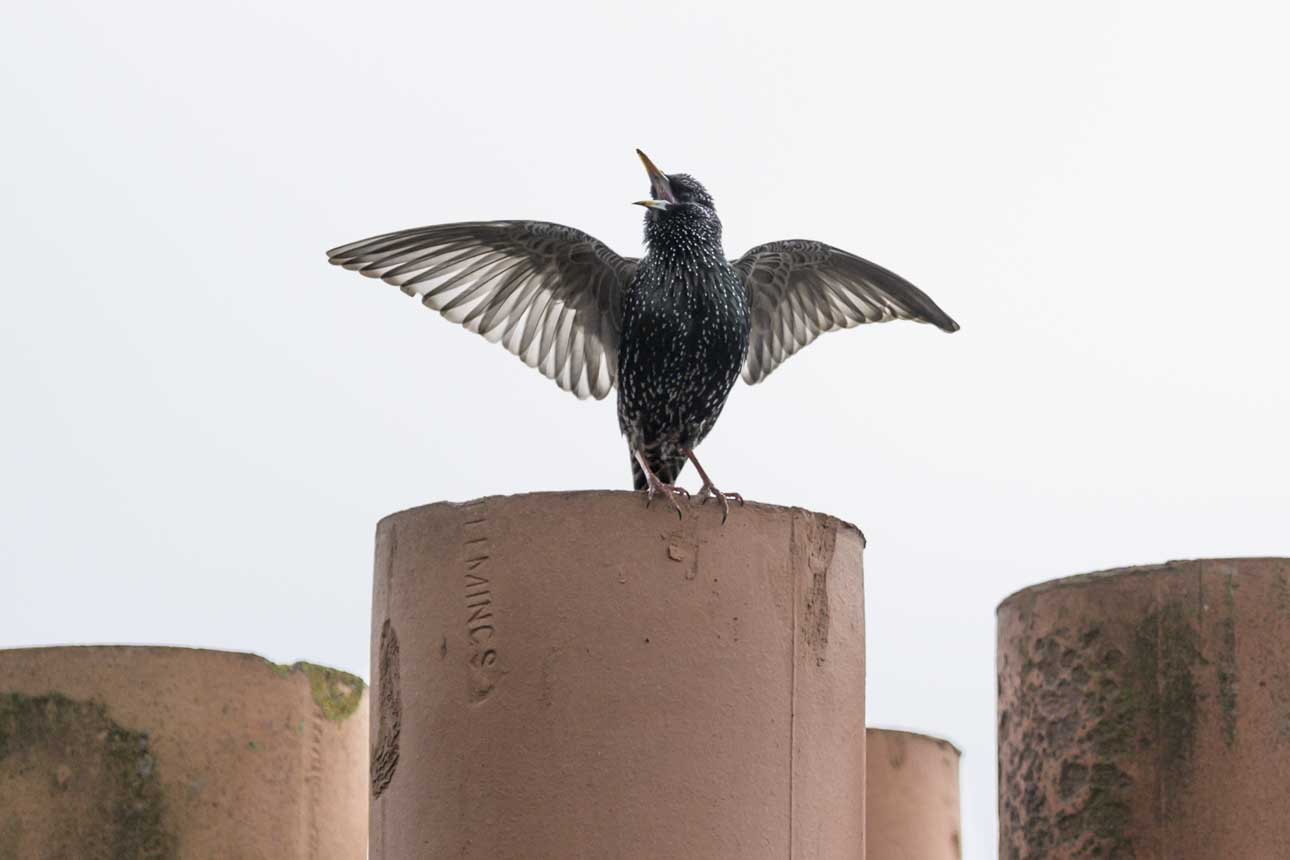 DSLR or mirrorless for Wildlife Photography?