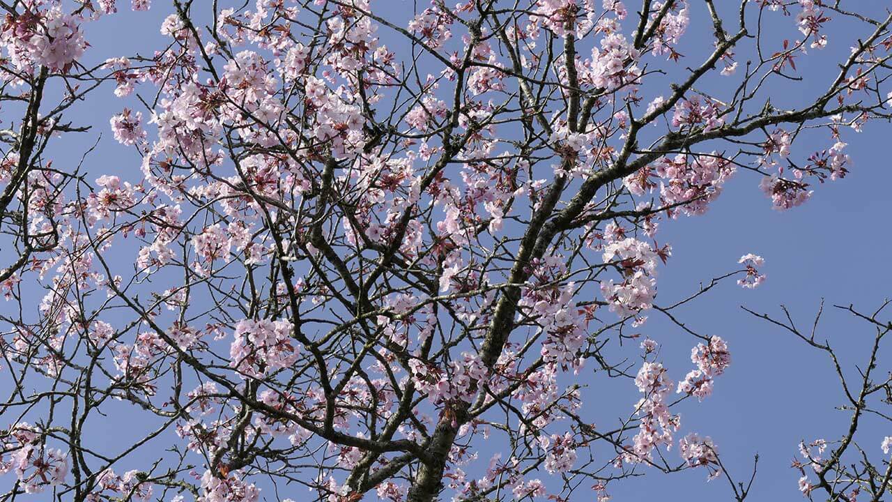 Panasonic FZ1000 II review: sample photos