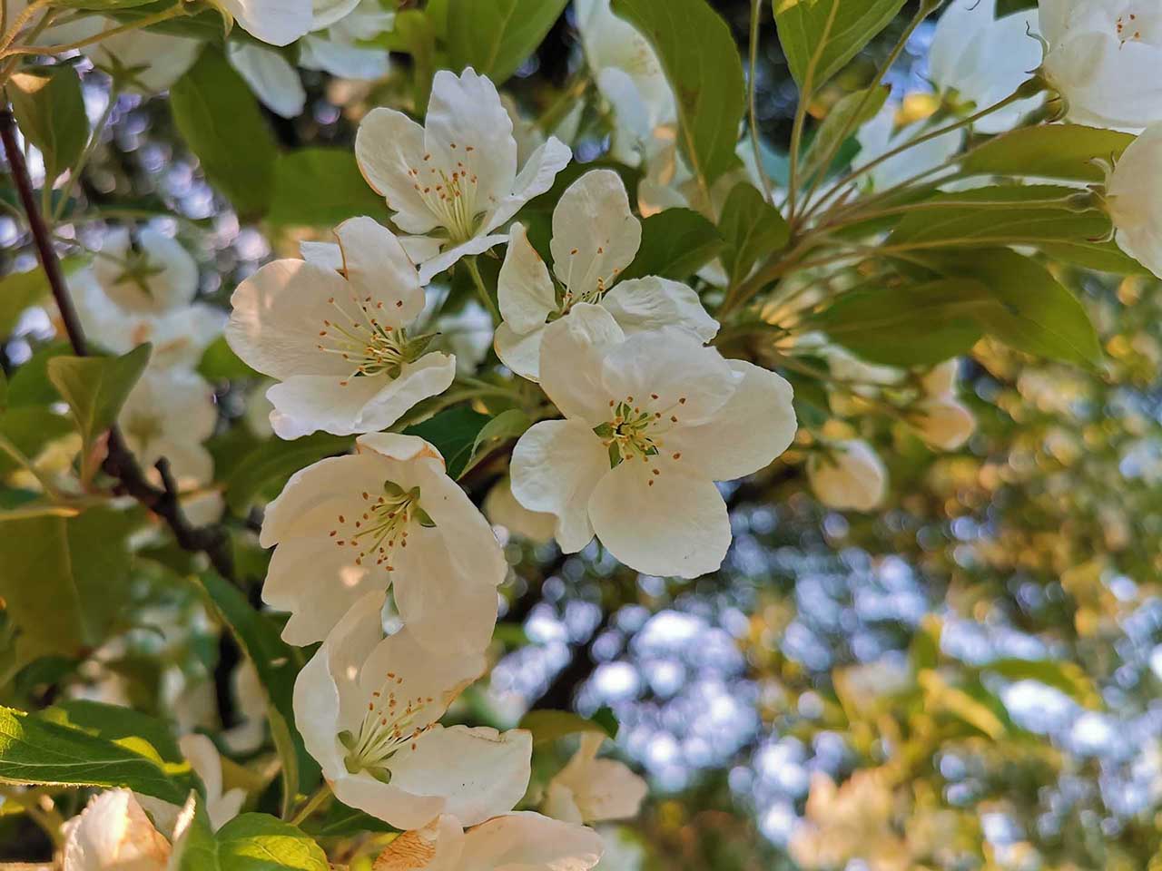 Huawei P30 Pro vs Honor View 20: sample photos