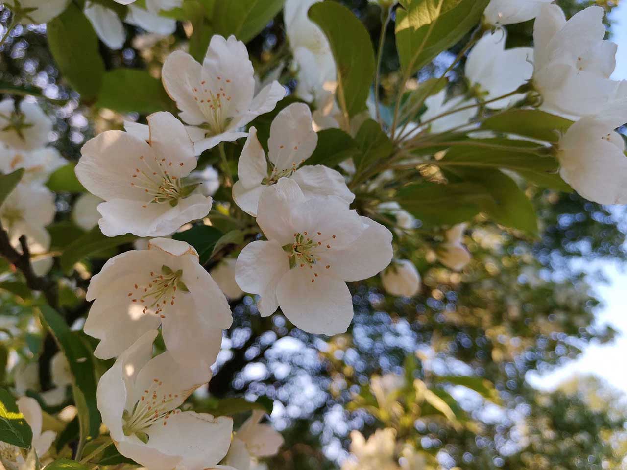Huawei P30 Pro vs Honor View 20: sample photos