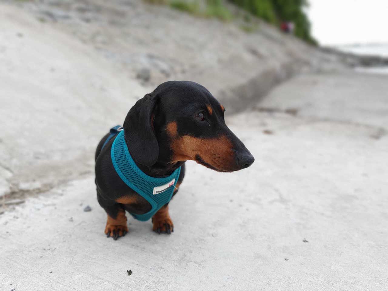 Samsung Galaxy S10 Plus Sample Photos