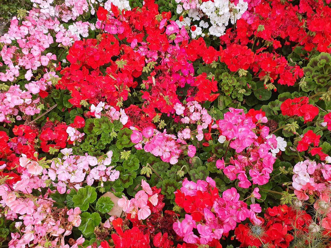 Samsung Galaxy S10 Plus Sample Photos