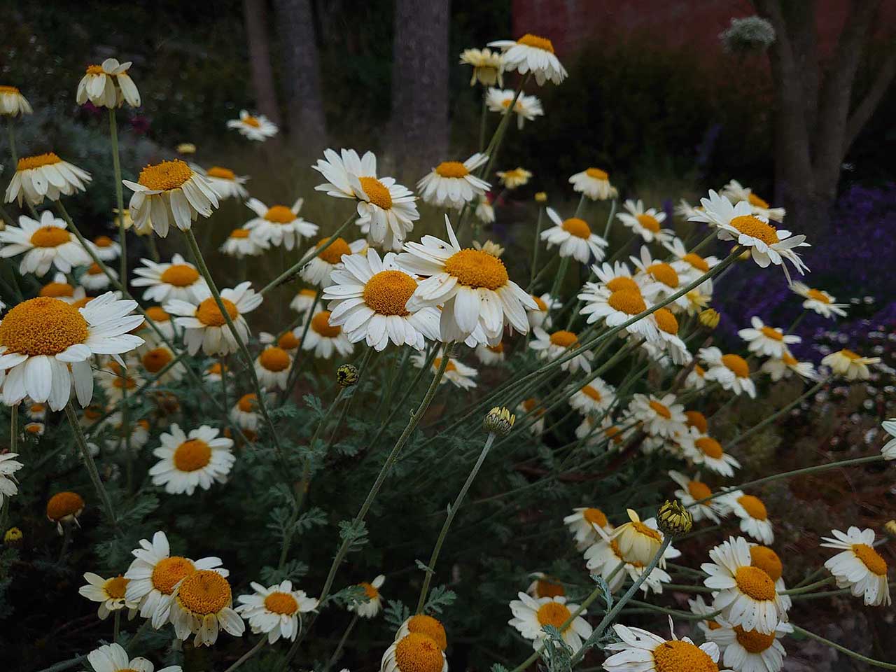 Sony Xperia 1 Sample Photos