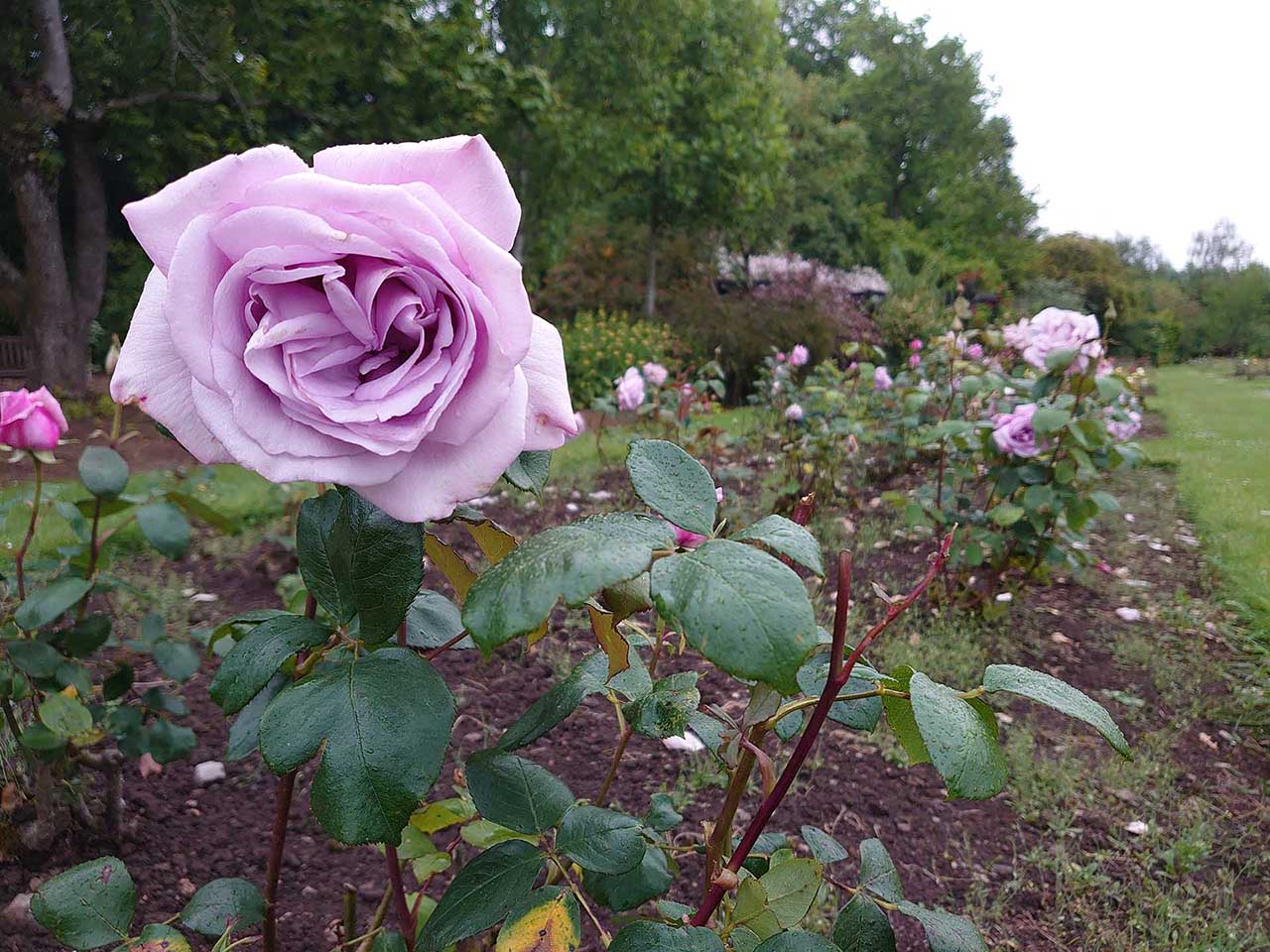 Sony Xperia 1 Sample Photos