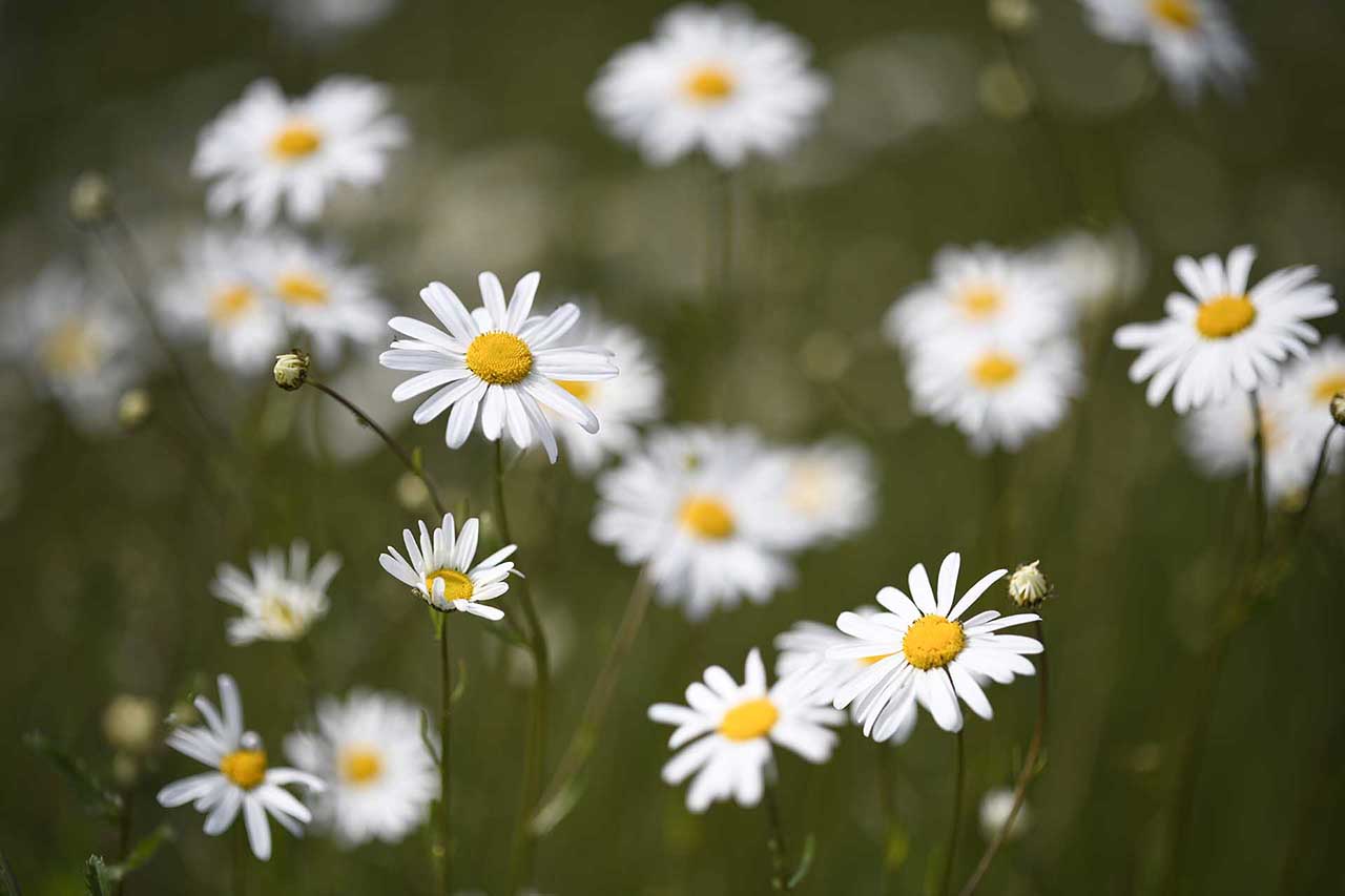 Zeiss Otus 100mm f/1.4 Sample Photos