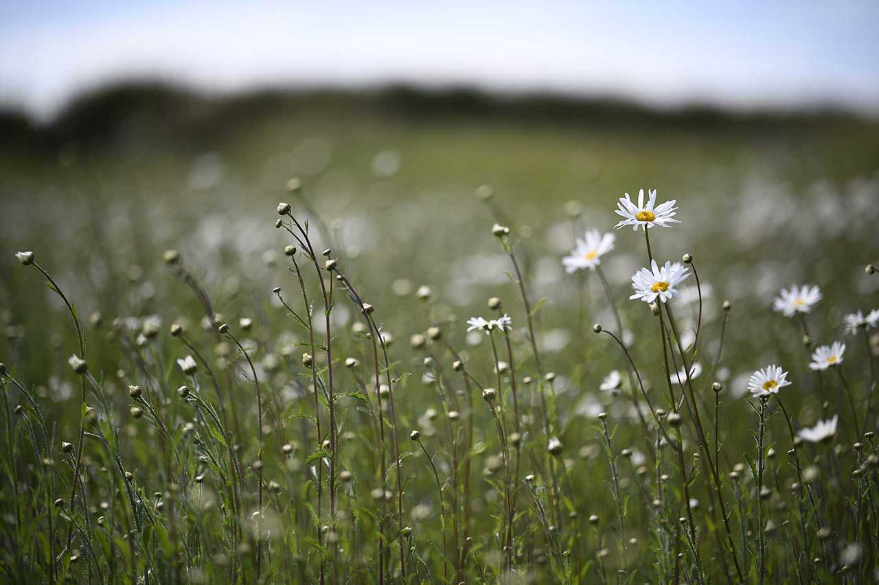 Zeiss Otus 100mm f/1.4 Sample Photos