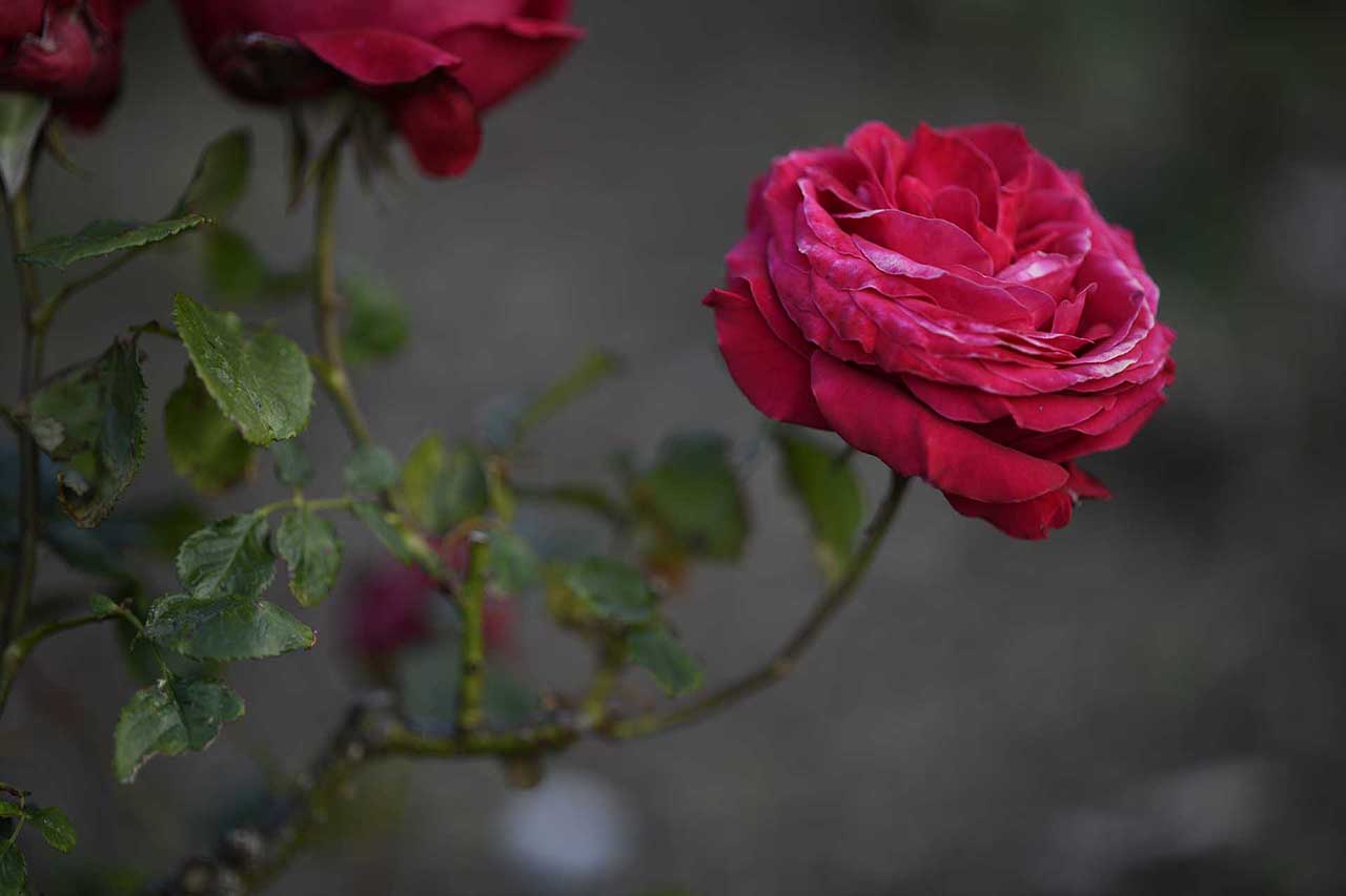 Zeiss Otus 100mm f/1.4 Sample Photos