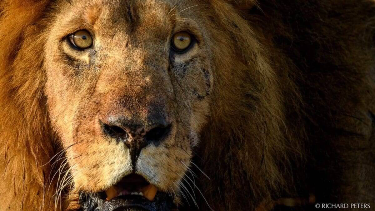 Top tips on how to make the most out of your safari images