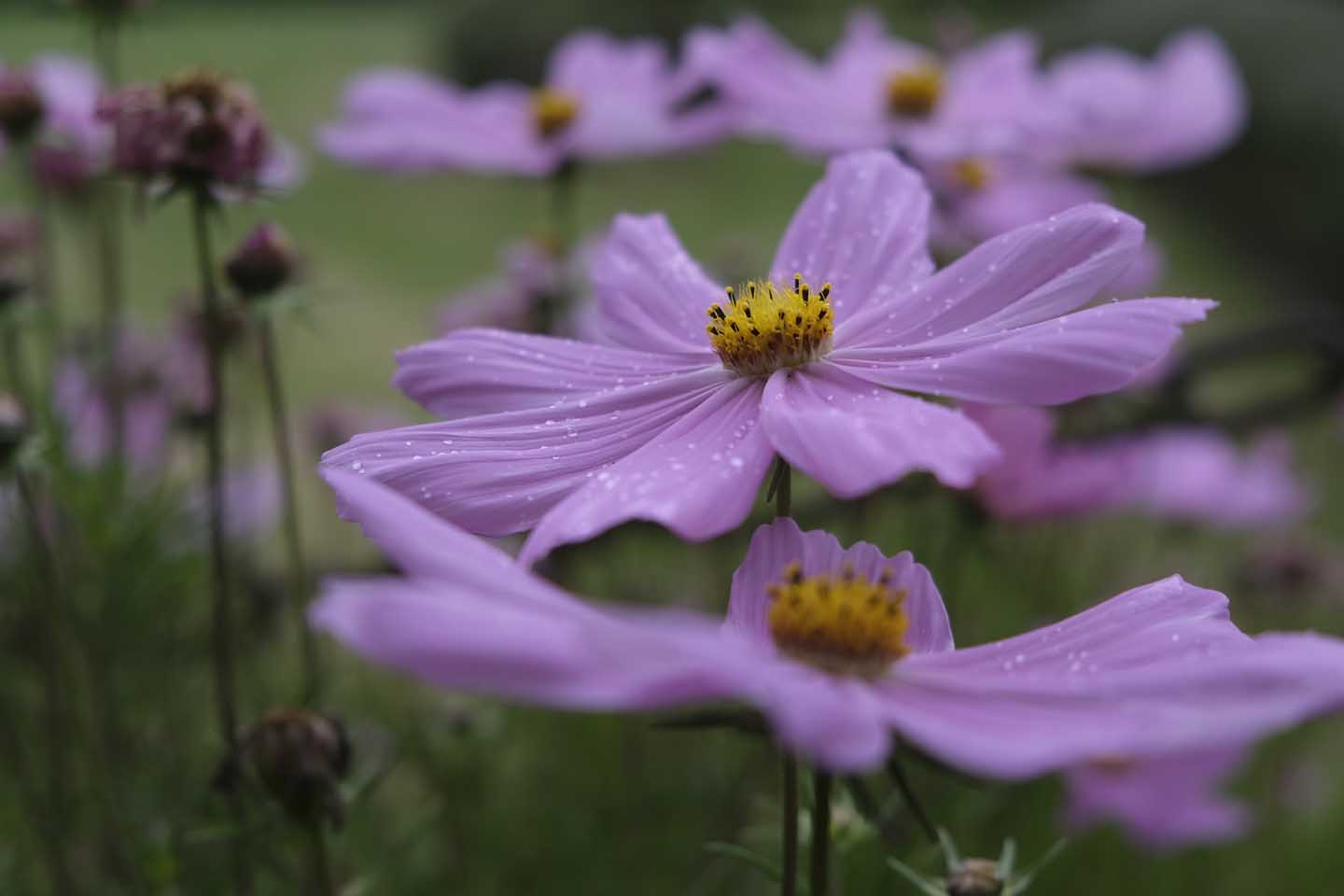 Best camera settings for flowers