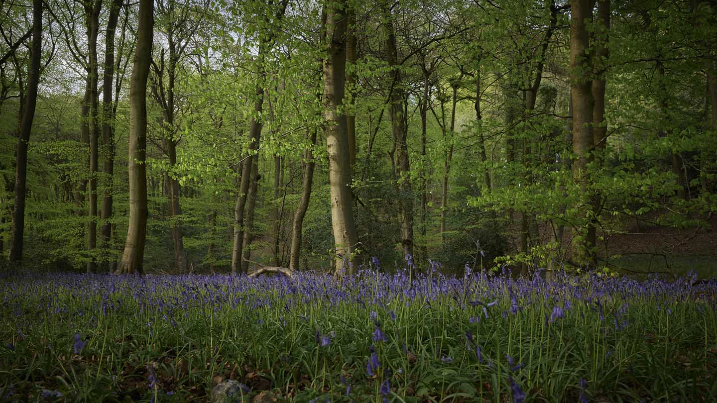 Best camera settings for a forest landscape
