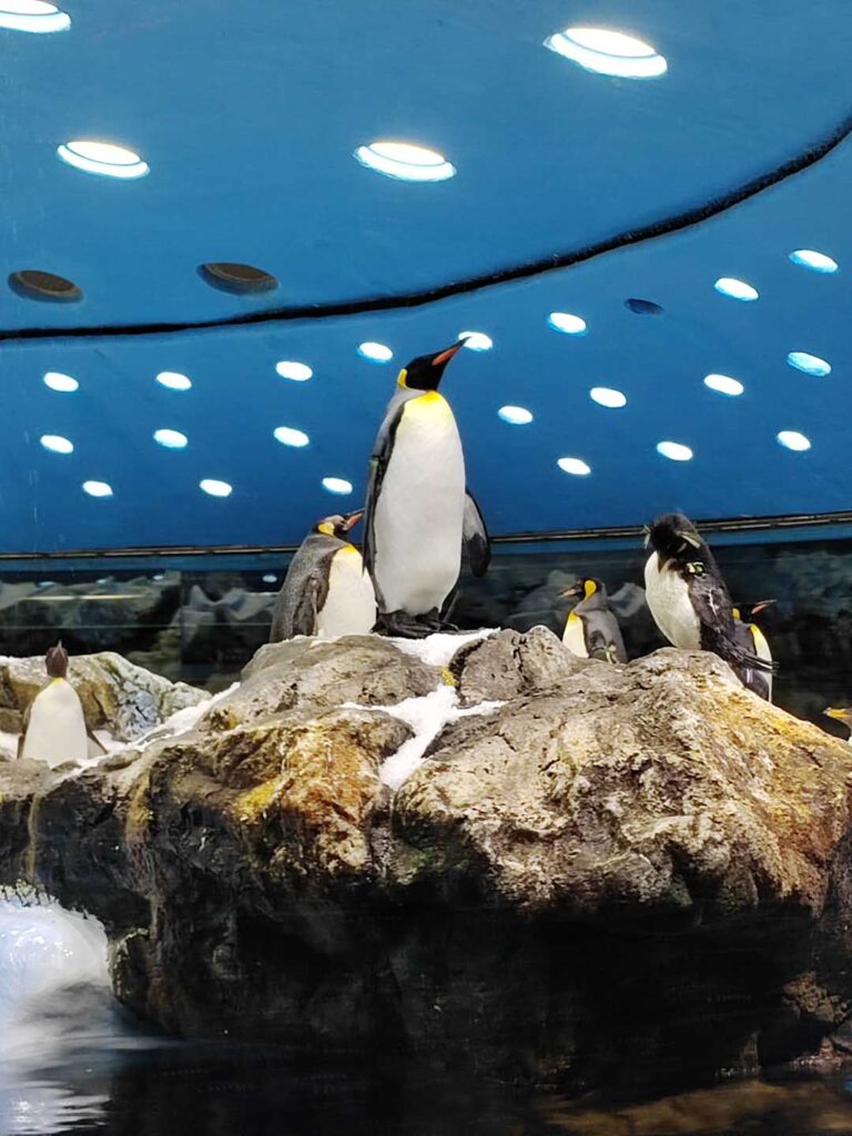Honor 70 Sample Images: optical zoom