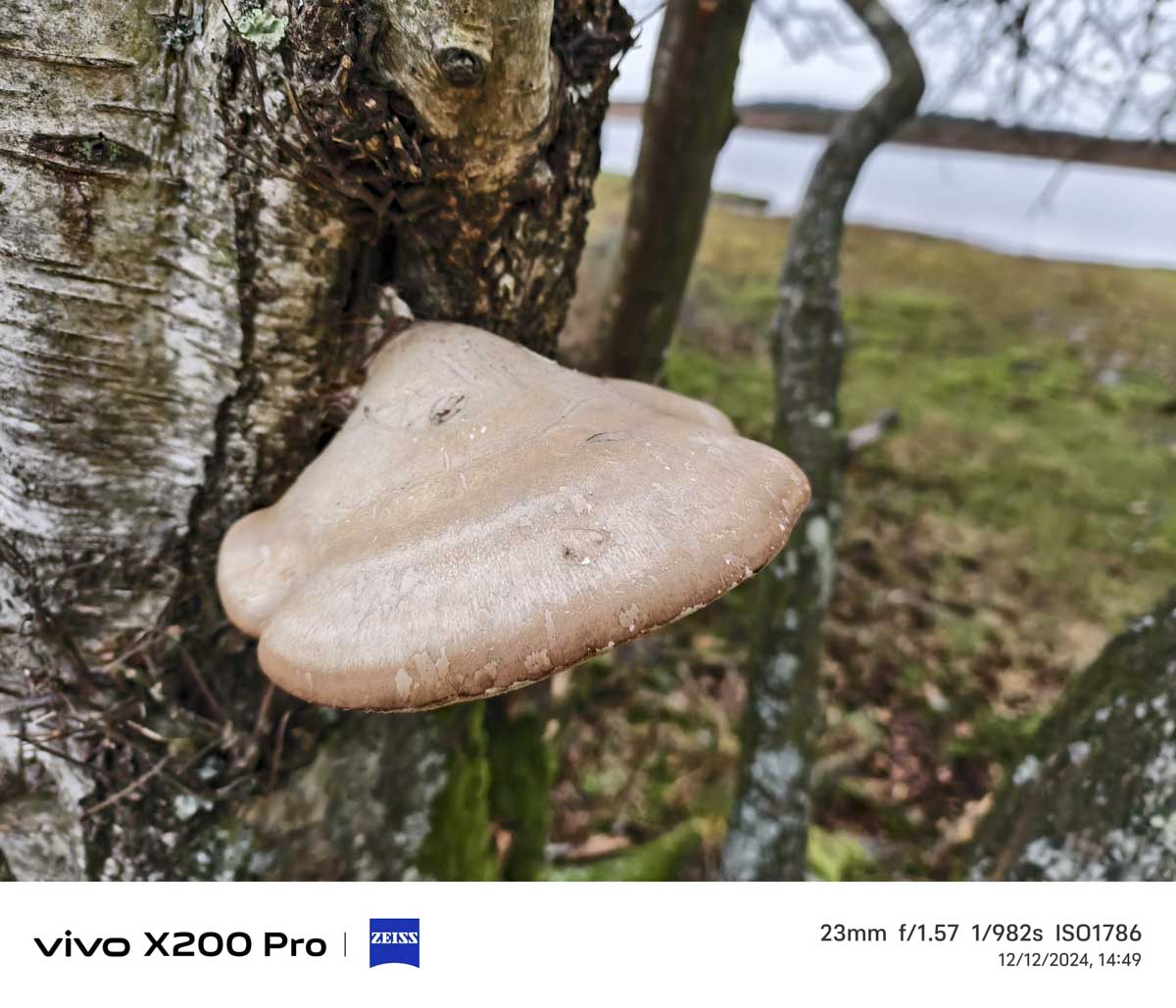 Vivo X200 pro Sample image mushroom