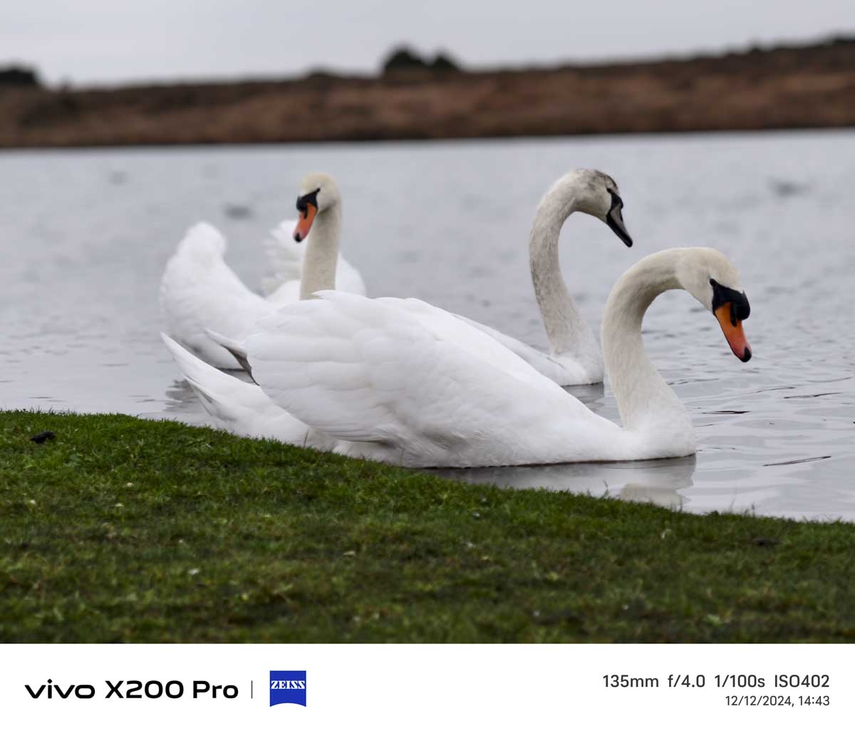 Vivo X200 pro Sample image swan