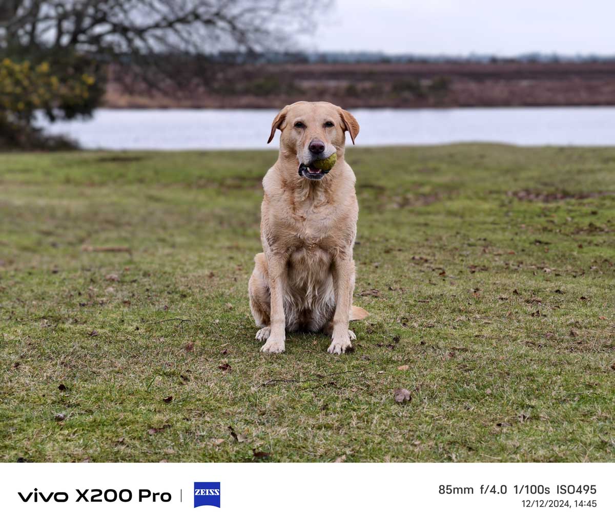 Vivo X200 pro Sample image 85mm