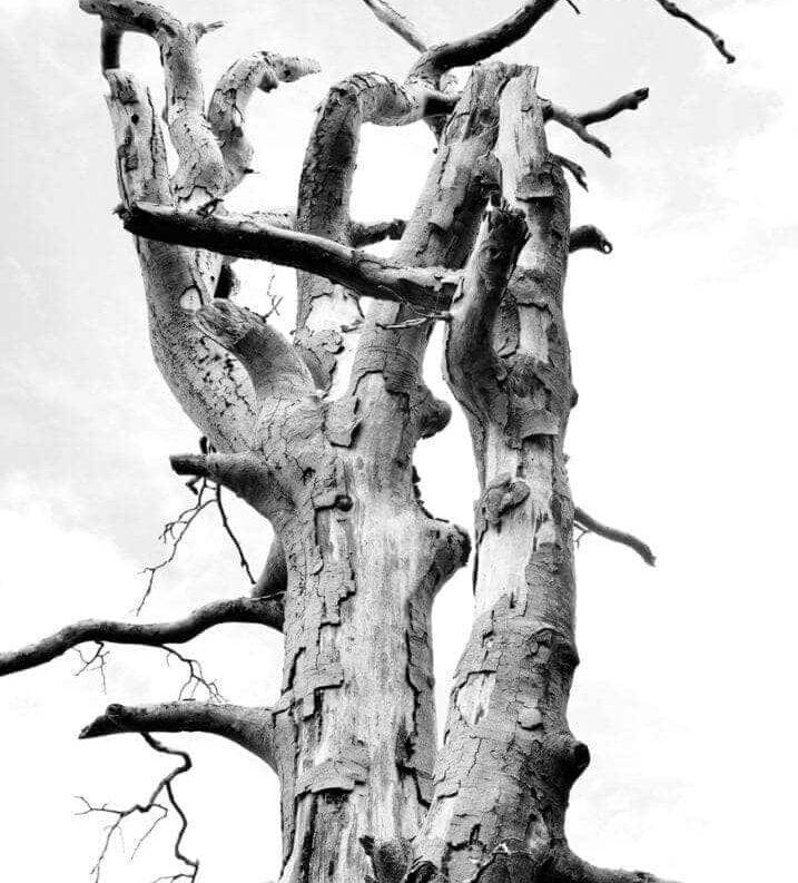 10 ways to photograph lone trees