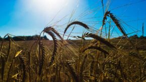 5 QUICK SUMMER PHOTOGRAPHY TIPS