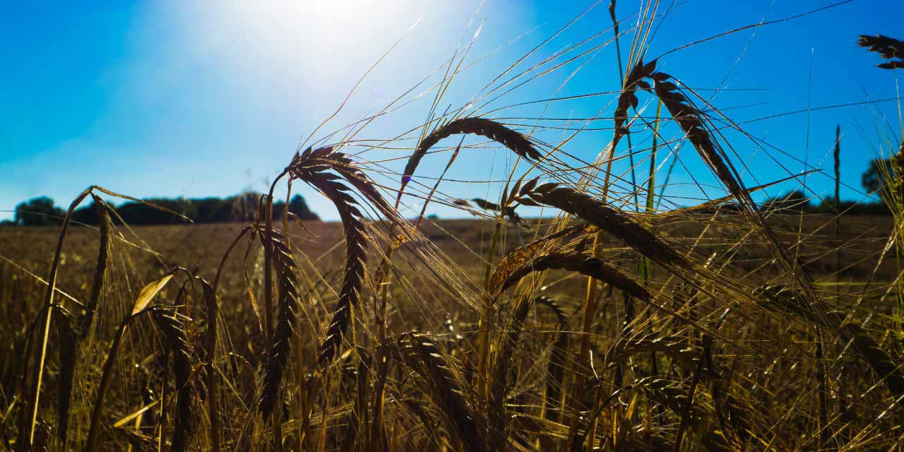 5 QUICK SUMMER PHOTOGRAPHY TIPS