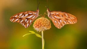 Society of International Nature and Wildlife Photographers reveals contest winners