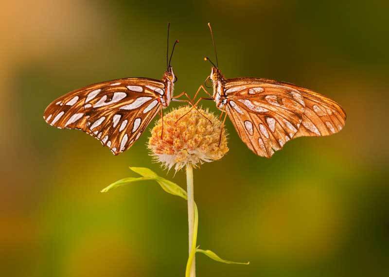 Society of International Nature and Wildlife Photographers reveals contest winners
