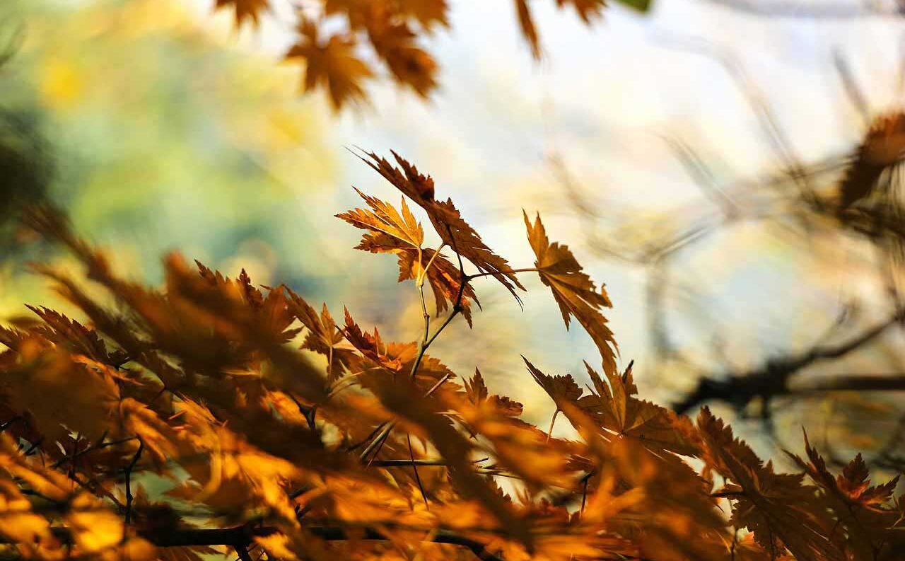 Autumn photography: 8 ways to ensure creative images 