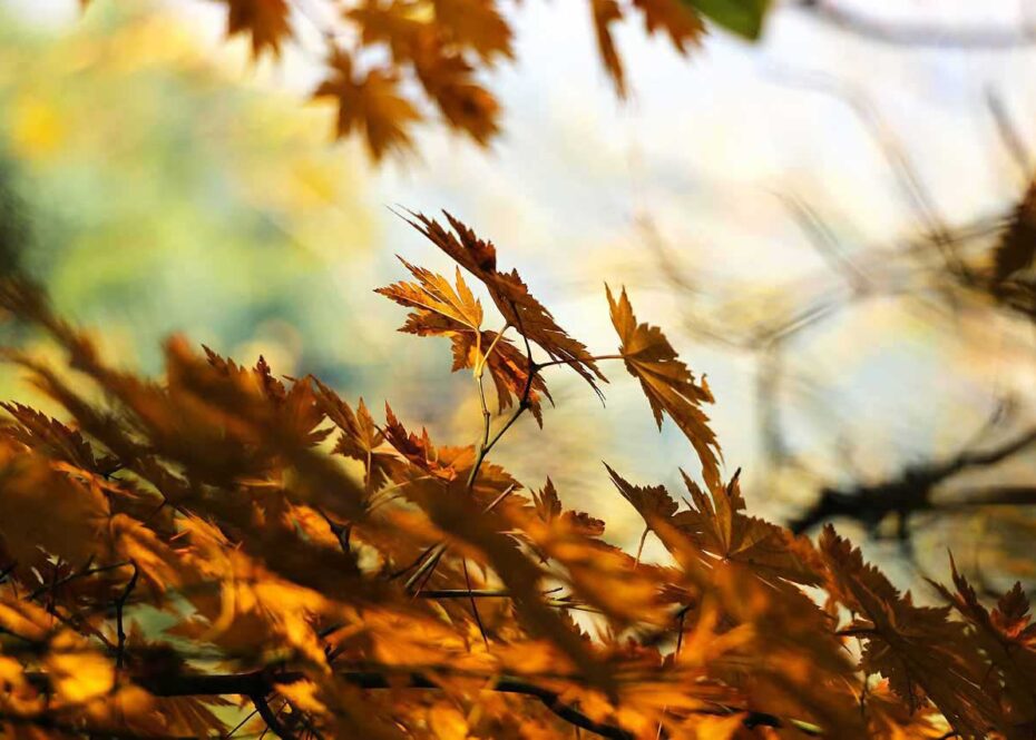 Autumn photography: 8 ways to ensure creative images 