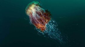 British Wildlife Photography Awards 2016 winners revealed