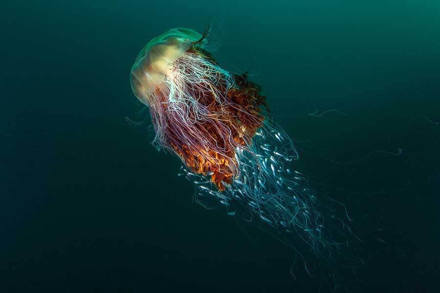 British Wildlife Photography Awards 2016 winners revealed