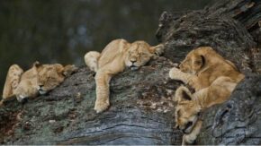 How to Photograph big cats