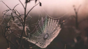 How to shoot autumn photography at home