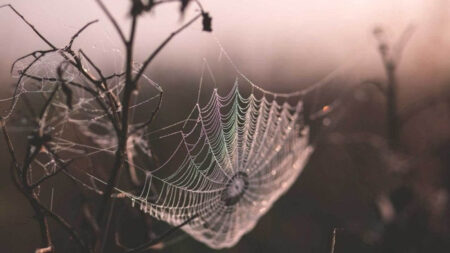 How to shoot autumn photography at home