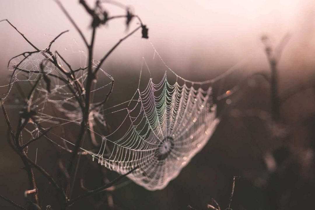 How to shoot autumn photography at home
