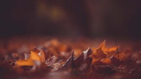 9 quick ways to improve autumn colours in your images