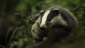 Badger
