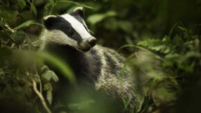 Badger
