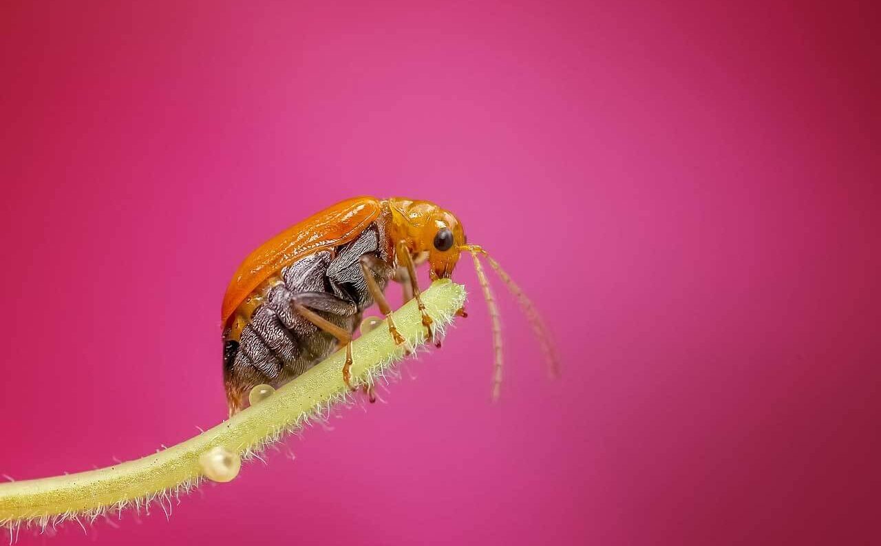 How are lens aperture and depth of field related?