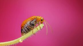 How are lens aperture and depth of field related?