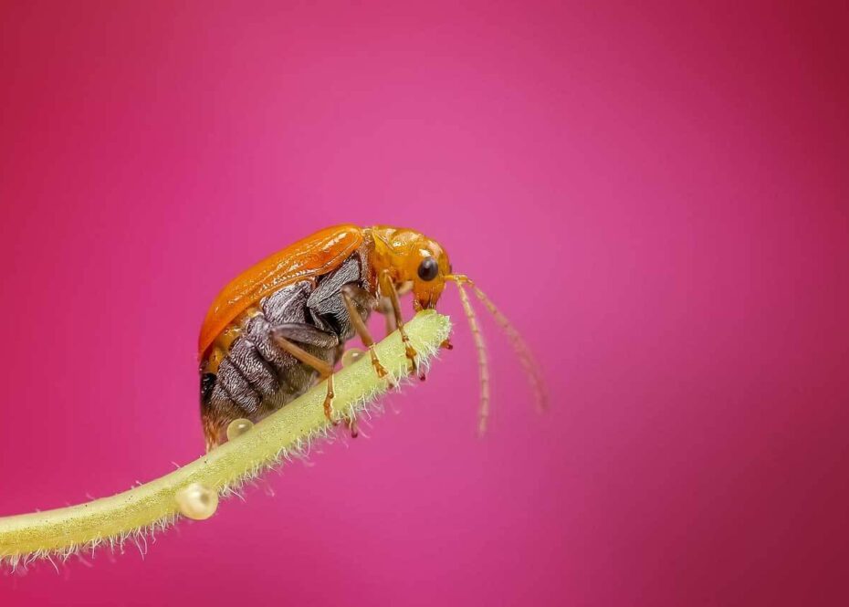 How are lens aperture and depth of field related?