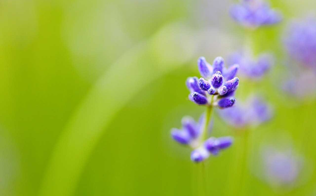 How to get shallow depth-of-field effects with any camera