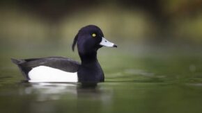 Tufted duck