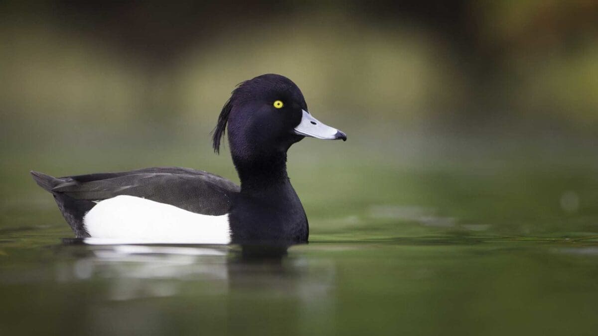 Tufted duck