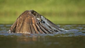Scottish Nature Photography Awards 2016 winners revealed