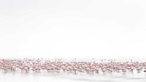 Wildlife - Alessandra Meniconzi (Switzerland)