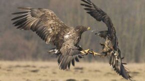 Animals in Action competition winner revealed