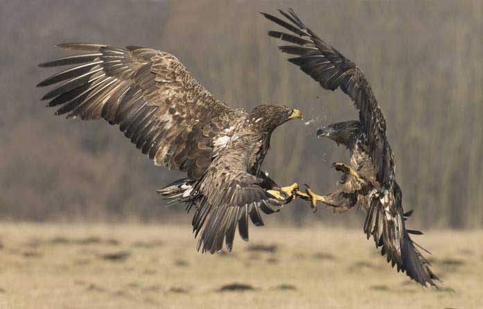 Animals in Action competition winner revealed
