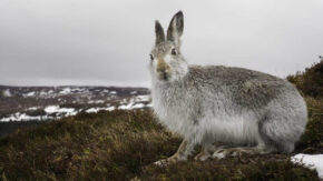 Hare
