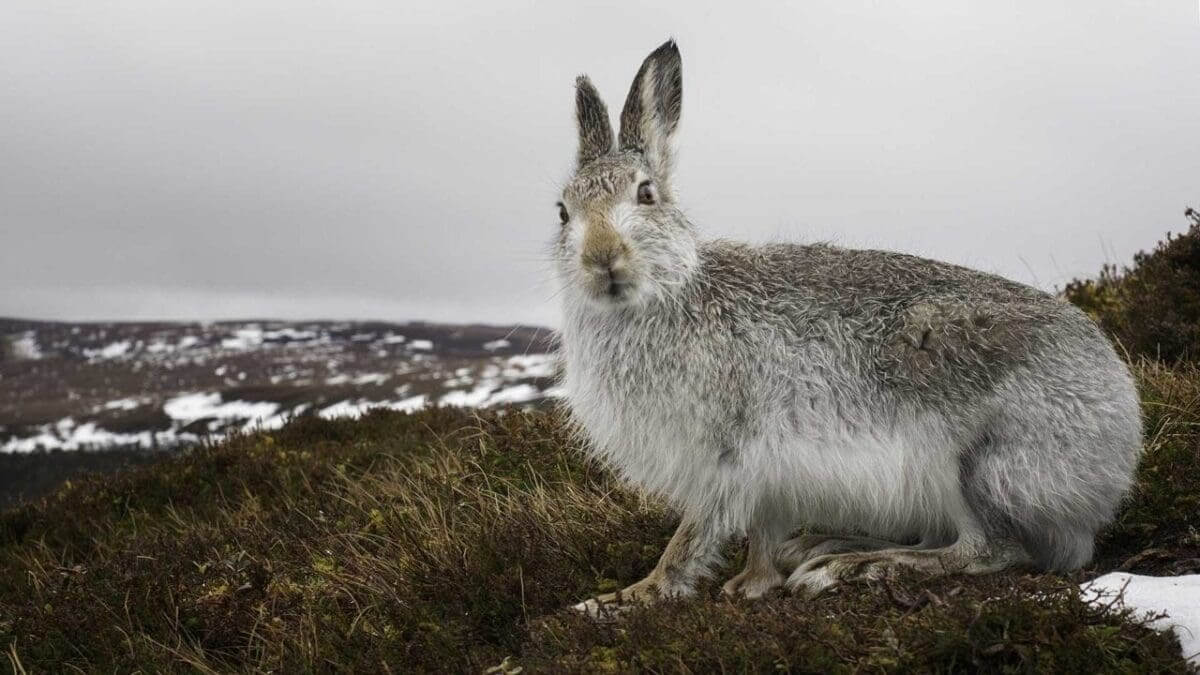 Hare