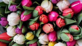 Flower photography: 4 ways to add instant impact to spring images