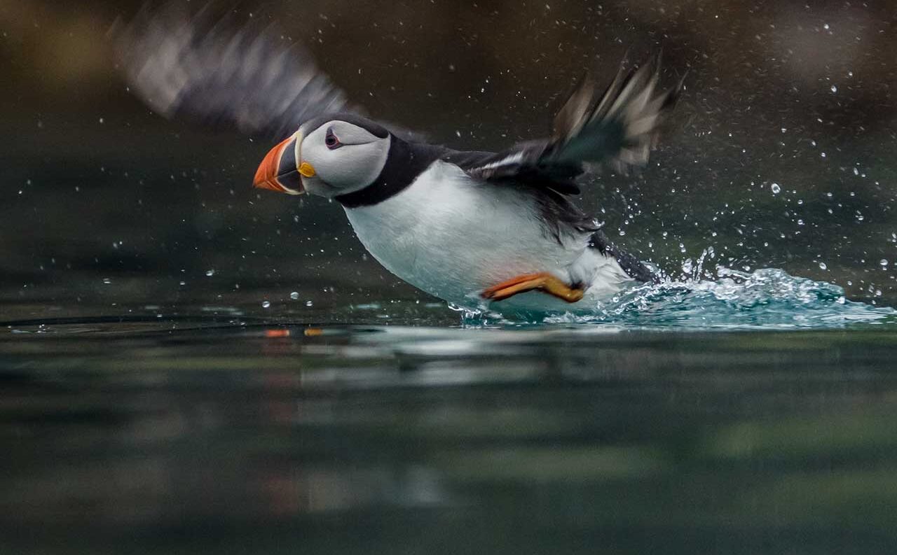 Wildlife photographers capture rare animals with Sony RX10 III