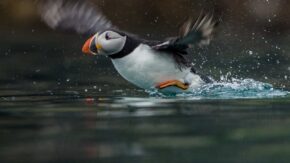 Wildlife photographers capture rare animals with Sony RX10 III