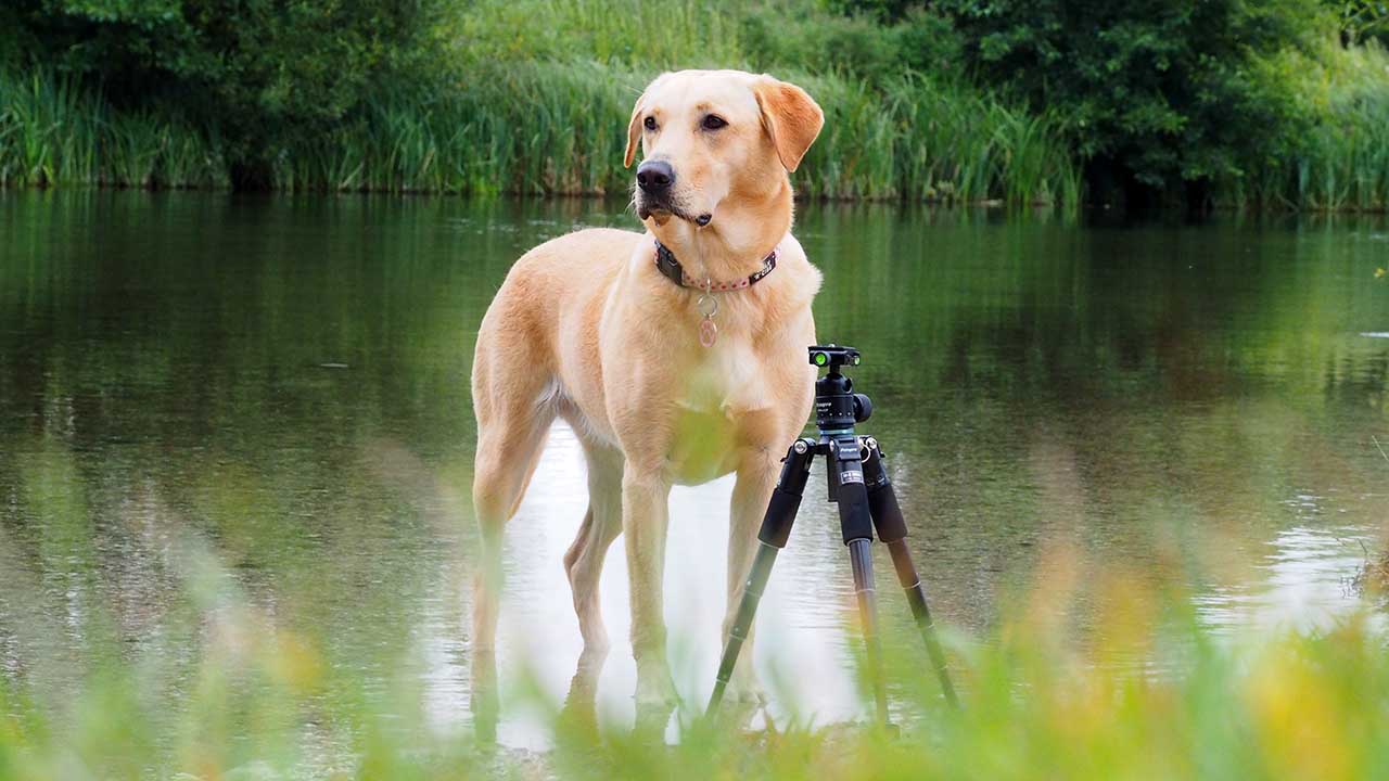 Fotopro M5 Mini